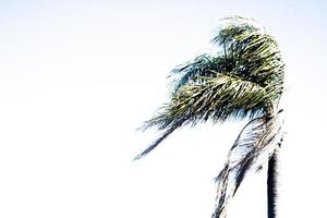 Over Exposed Palm Tree photo