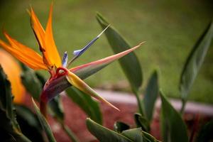 Birds of Paradise photo