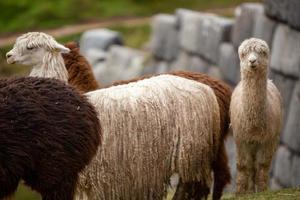 manada de alpacas foto