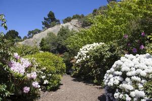 Port Chalmers Town Lady Thorn Rhododendron Dell Garden photo