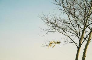 Bare trees with a piece of torn plastic bag on the branch. photo