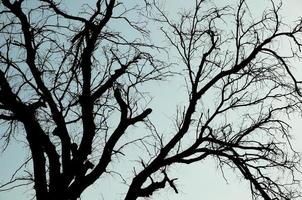 sin hojas árbol silueta. ver de un árbol en contra el cielo. foto