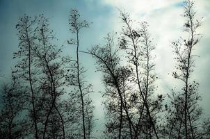 sin hojas árbol ver en contra el cielo durante el puesta de sol. foto