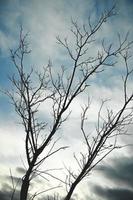 A pair of bare trees during the sunset. photo