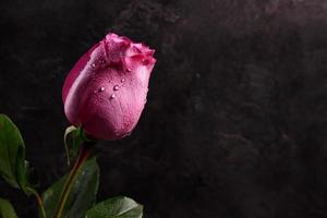 Pink violet rose wet on black stone background, space for text photo