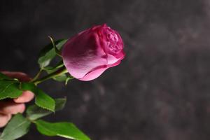 Pink violet rose wet on black stone background, space for text