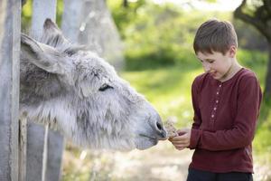 The boy feeds the donkey with bread. Child on the farm. photo