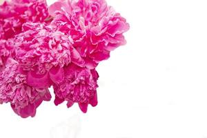 Pink large peonies on a white background. photo