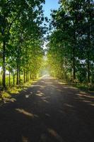 el la carretera estiramientos fuera allí son arboles en ambos lados de el la carretera. tarde Brillo Solar foto