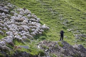 Flocks of sheep graze on the slopes of the mountains and the shepherd watches them. photo