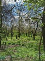 The beginning of spring, the forest wakes up photo