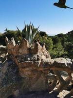 Español verde naturaleza y un pájaro en el cielo foto