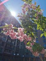 Blooming sakura in spring photo