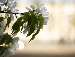 Defocused flowering apple tree branch. Spring. Bokeh. Copy space for text. photo