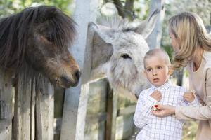 Mom with a little son feeds a donkey, while the child is scared and afraid. A woman with a child on a farm. photo