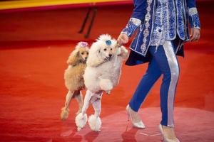 A trainer with a group of dogs in a circus. Dogs perform in the arena. photo