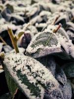 Frosted leaves of a plant covered with hoarfrost photo