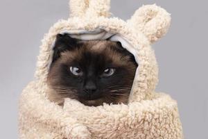 Funny Siamese cat in a fur hat smiles slyly. Portrait of a cat in clothes. photo