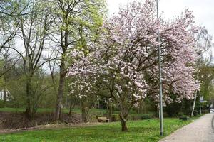 rosado floreciente magnolia árbol foto