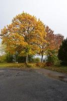 wet parking lot with autumn trees photo