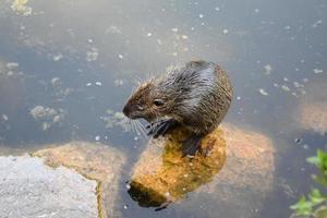 nutria sentado arriba en un Roca foto