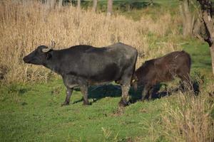 water buffalo cow feeding the calf photo