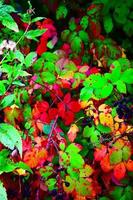 autumn leaves in different colors photo