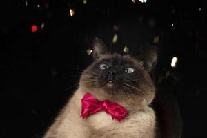 A festive Siamese cat with a glamorous pink bow looks at the flying confetti. photo