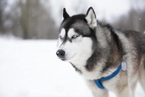 Portrait magnificent Siberian husky dog with blue eyes. Husky dog in winter forest lies on the snow. Closeup. photo