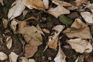 Dry leaves on the ground. Leaves fall on soil background. photo