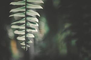Close up of Nephrolepid sp leaves, vintage tone background, fern leaf photo
