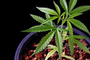 Cannabis plant tree planting on pot on black background, close up cannabis leaf, photo