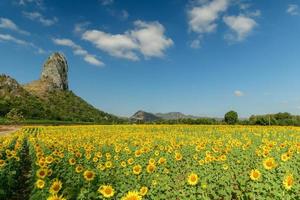 girasoles es floreciente en el girasol campo con grande montaña y azul cielo antecedentes. foto