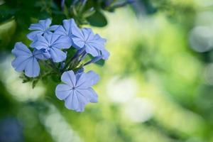 beautiful blue flower of Plumbago auriculata in garden, photo