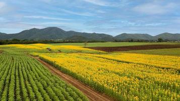 Aerial beautiful sunflower field. Popular tourist attractions of Lopburi province. photo