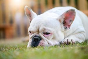 francés buldog acostado en el césped, mascota y animal foto