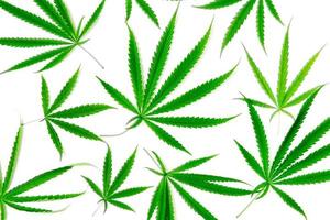 Top view of Cannabis leaf isolated on white background photo
