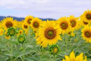 Beautiful sunflower flower blooming in sunflowers photo