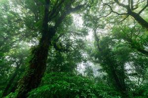 hermosa lluvia bosque o montaña bosque en doi Inthanon nacional parque, Tailandia foto