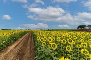 back side of sunflower flower blooming in sunflowers field with white cloudy and blue sky. photo
