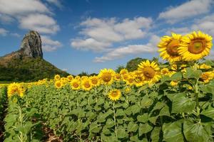 girasoles es floreciente en el girasol campo con grande montaña y azul cielo foto