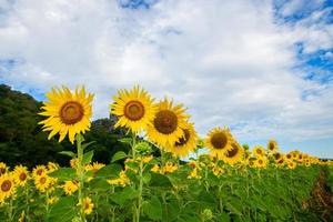 Beautiful sunflower field with cloudy sky. Popular tourist attractions of Lopburi province.