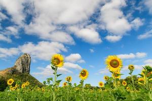 Sunflowers is blooming in the sunflower field with big mountain and blue sky photo