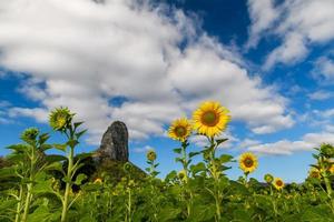 girasoles es floreciente en el girasol campo con grande montaña y azul cielo foto