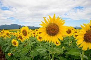 Beautiful sunflower flower blooming in sunflowers field. photo