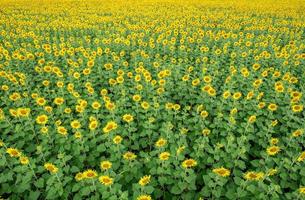 Beautiful sunflower flower blooming in sunflowers field. photo