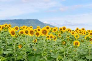 Beautiful sunflower flower blooming in sunflowers field. photo