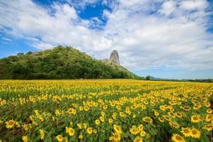 Beautiful sunflower field with cloudy sky. Popular tourist attractions of Lopburi province. flower field on winter season photo