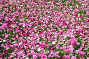 beautiful cosmos flower in garden, colorful cosmos flower  background, photo