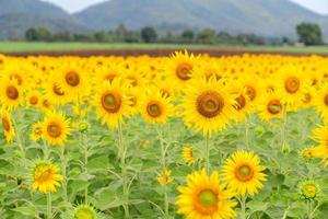 Beautiful sunflower flower blooming in sunflowers field. Popular tourist attractions photo